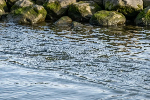 Gummifisch auf zander richtig führen im fluss – Detailansicht