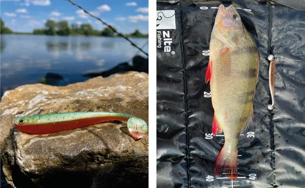 Inzite Shad Gummifisch Zander Angeln 5 Stück 12cm Green Tomato_auswahl6