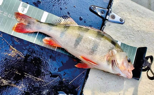 Zite Fishing Fisch Maßband zum Angeln Aufrollbar 120cm_auswahl4