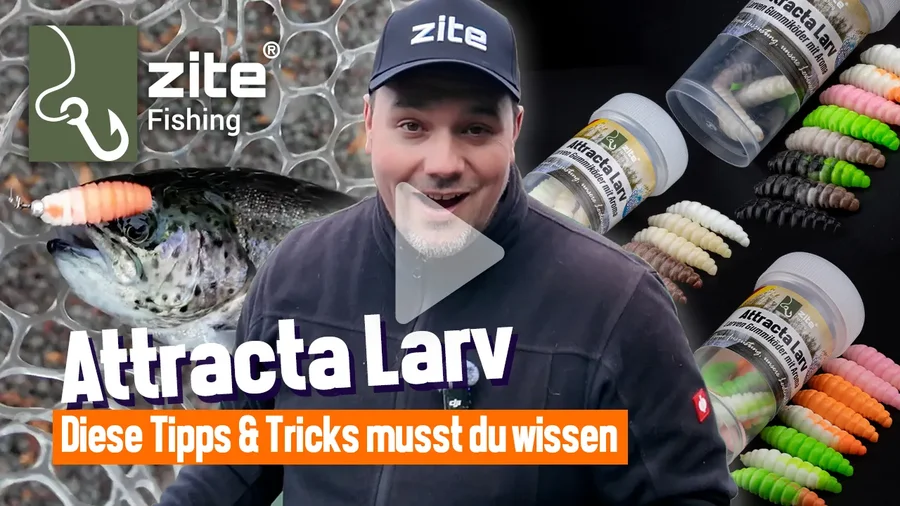 Die Attracta Larv: Die neue Wunderwaffe in Salmoniden-Angeln!